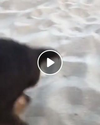 Dog eat sand alive