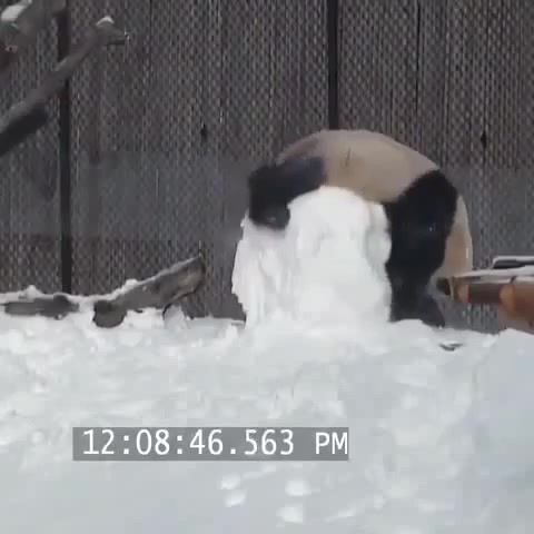 Dumb panda, panda, dumb, funny, hilarious, fail, pandas, oops, snow, snowman, animals pets.