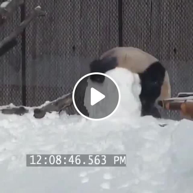 Dumb Panda, Panda, Dumb, Funny, Hilarious, Fail, Pandas, Oops, Snow, Snowman, Animals Pets. #1
