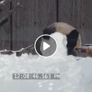 Dumb Panda