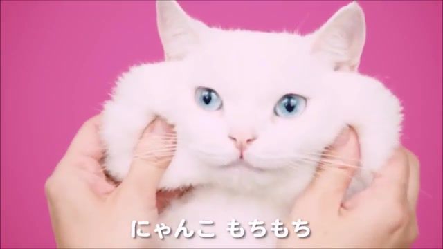 Have have, Tokyopop, Funny Japanese Cm, Weird Japanese Cm, Funny Japanese Ad, Weird Japanese Ad, Funny Japanese Commercial, Weird Japanese Commercial, Only In Japan, Hi Chew, Haichuu