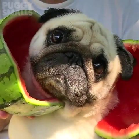 Hello. Pugs. Pug. Hello Pug. Dog. Watermelon. Surprise. Sweet. Animal. Animals Pets.