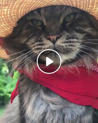 Mexican cat