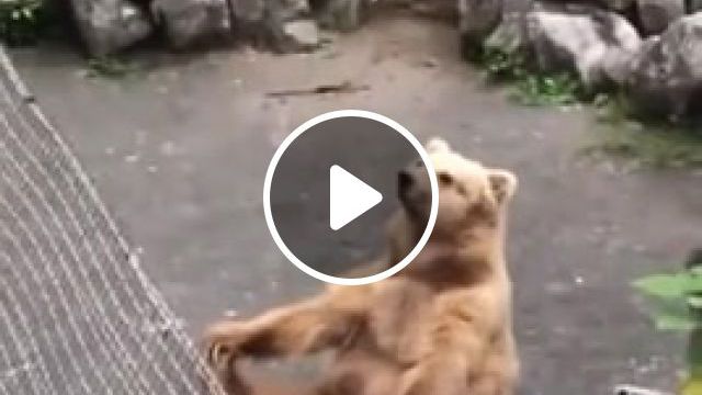 Oooooooooooommmmmmmmmmmmm, Bear, Zoo, Meditating, Throat Singing, Tuvan, Animals Pets. #0
