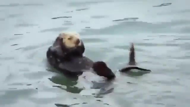 Otter aerobics, animals pets.
