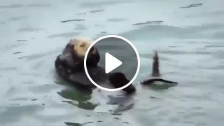 Otter Aerobics