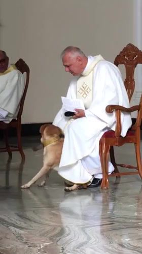 Take me to church, church, dog, take me to church, animals pets.