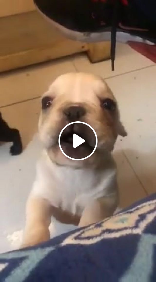 Talking Puppy, Funny Dogs, Funny, Cuteanimalshare, Cuteanimalsvines, Cute Pets, Cuteness, Cute Animals, Animals Pets. #1