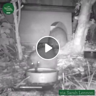This sneaky hedgehog scaring his mate