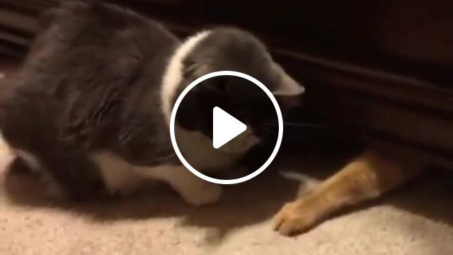 Very Sad Cat, Light, Music, Cry, Join, Loop, Eleprimer, Clic, Piano, Trumpet, Animal, Gif, Red, Red Cat, Wtf, Cats, Cat, Sad, Animals Pets. #0