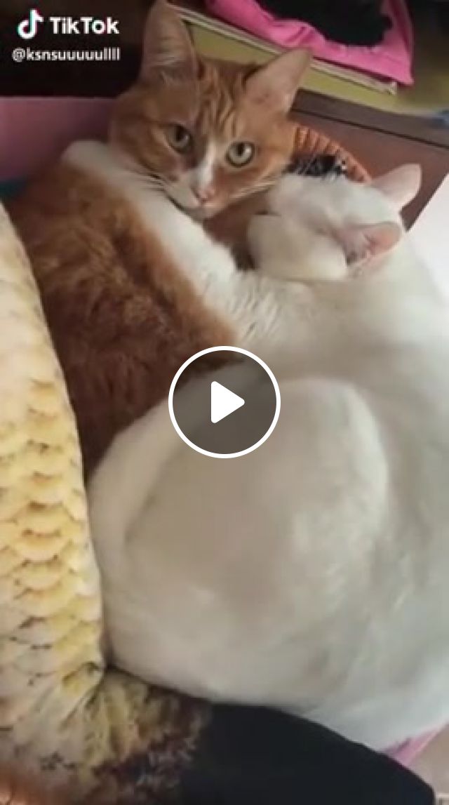 When You Can Not Fall Asleep, Cat, Snorting, Sleep, Funny, Animals Pets. #1