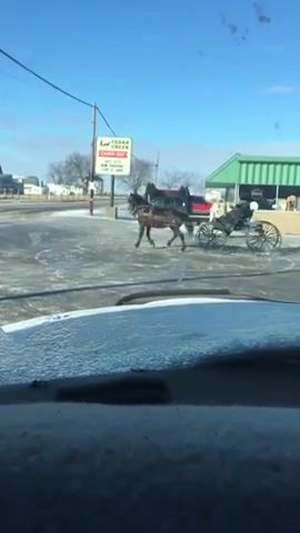 When your amish town is frozen, animals pets.