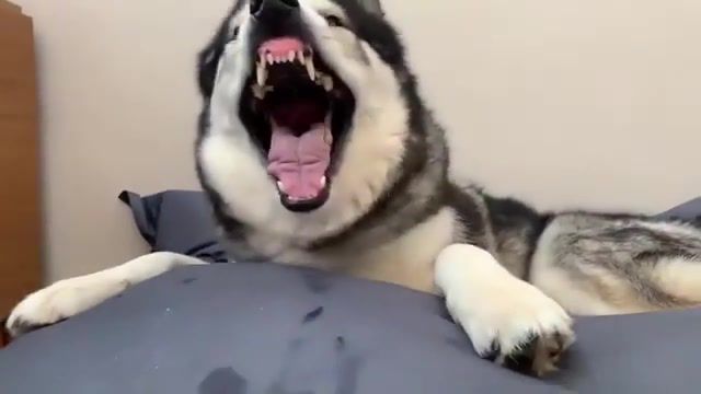 WTF I can not believe it's my - Video & GIFs | smell,dog,animals pets
