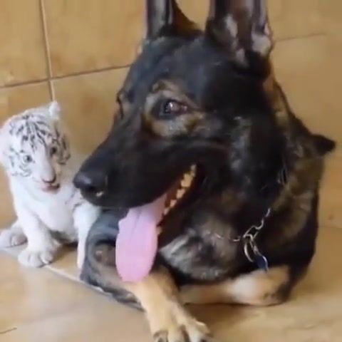 You scared me, Tiger, Kittens, Cubs, Dog, Scare, Cute, Kung Fu Panda, Tai Lung, Animals Pets
