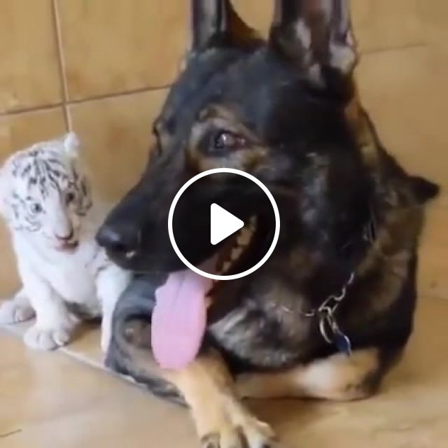 You Scared Me, Tiger, Kittens, Cubs, Dog, Scare, Cute, Kung Fu Panda, Tai Lung, Animals Pets. #1