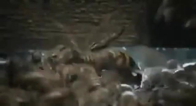 A group of bees avenges a fallen bee killed by a wasp, Bees, Powerwolf, Fight, Incense And Iron, Animals Pets