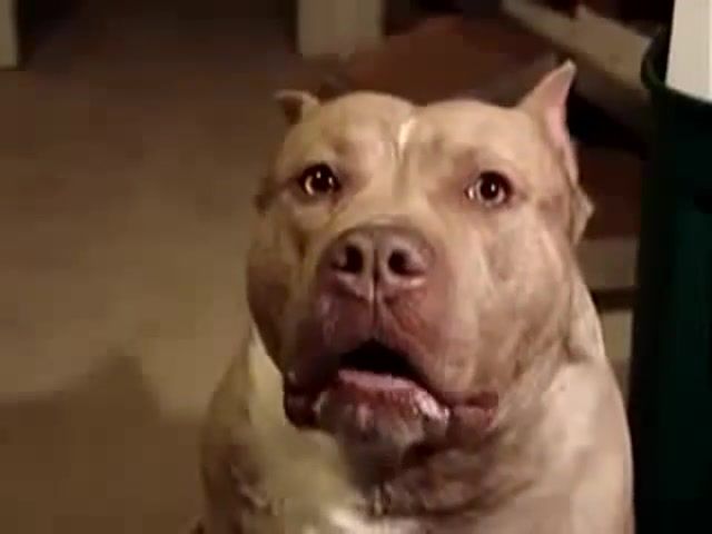 Angry Pitbull - Video & GIFs | faile,it's funny,fun animal,jokes about animals,jokes,funny about animals,animals funny,funny animal,funny animals,funny