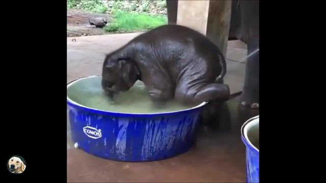 Baby Just Loves To Bathe. Pets. Elephant Complation. Elephant Compilation. Baby. Funny Elephant. Funny Elephants. Funny Baby Elephant. Funny. Cute. Baby Elephants. Lap Elephant. Lap Elephants. Elephant Funny. Cute Elephant. Elephant. Elephant Baby. Baby Elephant Funny. Baby Elephant Playing. Cute Baby Elephant. Baby Elephant. Animals Pets.