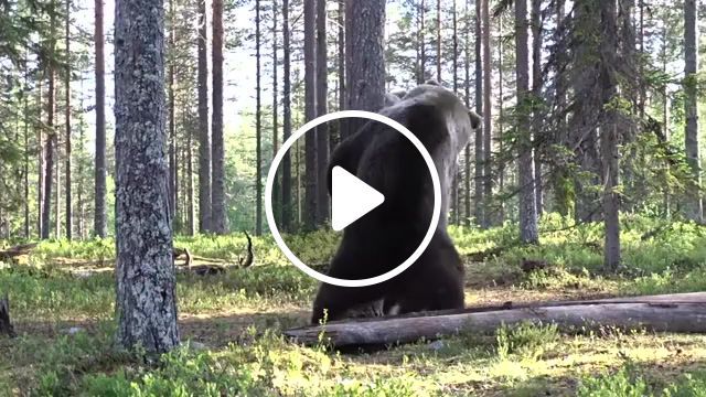 Bear fight in finnish forest, bear, nature, luonto, fight, forest, photography, wilderness, finnish forest, kumho, prodigy, diesel power, two bears, bear fight, wild nature, animals pets. #0