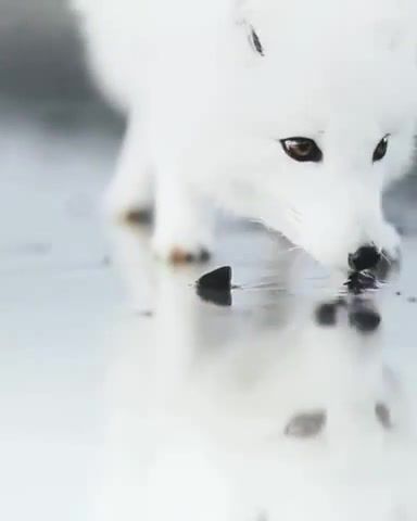 Beautiful white fox, Beauty, Beautiful, Fox, Animals Pets