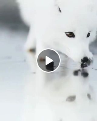 Beautiful white fox