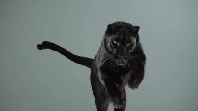 Black Cat - Video & GIFs | black,cat,beautiful,music,feline,jaguar,tiger,lion,leopard,animals pets