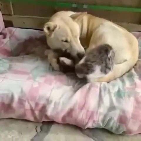 Cant sleep without you, cat, dog, cat and dog, sleep, cute, animals pets.