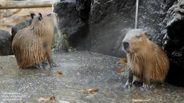 Capybaras chill under a stream, Capybaras, Chill, Water, China, Civilization, Relax, Music, Stream, Under, Dream, Om, Fantasy, Cool, Slow, Stay, Pacification, Shower, Relaxation, Flowing Water, Animals Pets