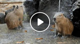 Capybaras chill under a stream