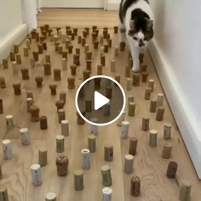 Cat Doing An Obstacle Course Like It's Nothing, Animals Pets.