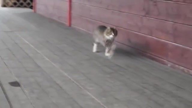 Cat stride, animals pets.