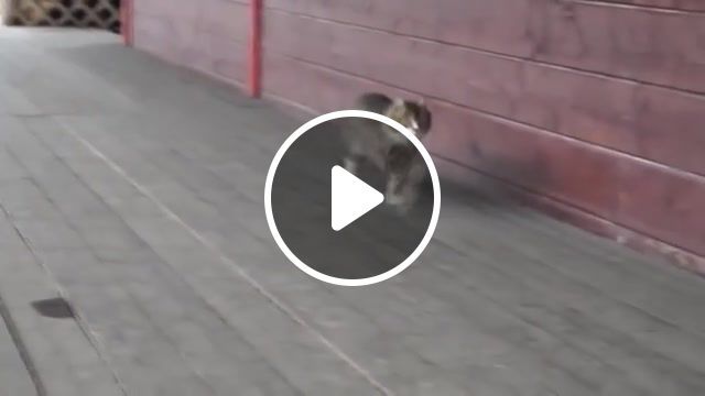 Cat stride, animals pets. #0