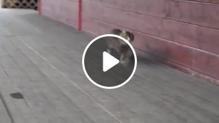 Cat stride