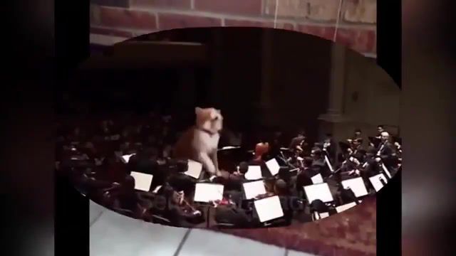 Conductor cat, conductor, cat, sneezing cat, animals pets.