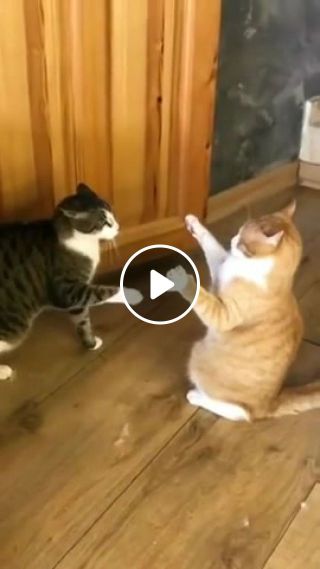 Crazy cats fight