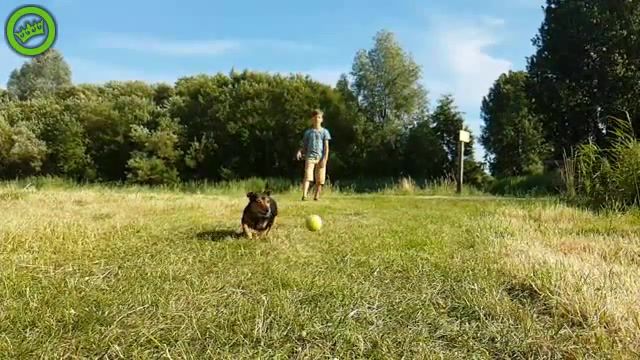 Dog catching ball, animals pets.