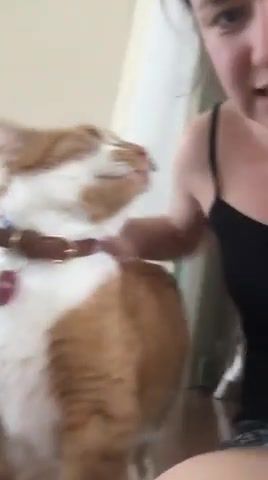 Dog gets very jealous when the cat gets too much attention, animals pets.