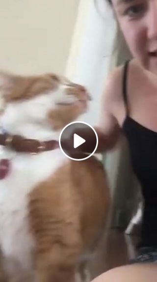 Dog gets very jealous when the cat gets too much attention
