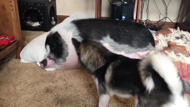 Dog tries to wake up sleeping pig, dog, pig, sleeping, parody.