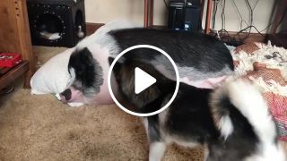 Dog tries to wake up sleeping pig
