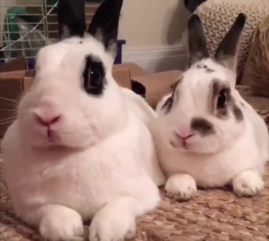 Dramatic bunnies twist, dramatic, bunnies, animals pets.
