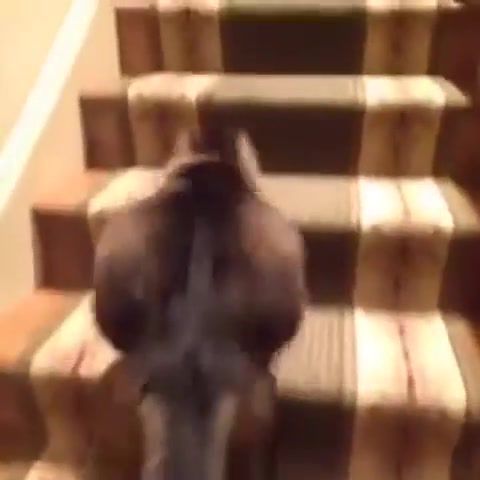 Funny cat climbing the stairs to the beat - Video & GIFs | funny,cat,climbing,stairs,animals pets