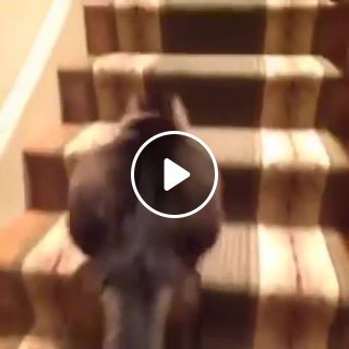 Funny cat climbing the stairs to the beat