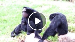 Funny monkeys