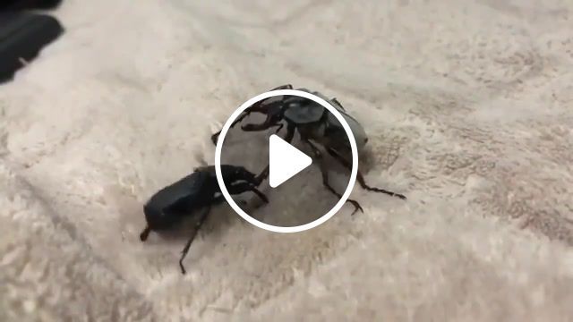 Get out the way bug, best vines, funny vines, funny, funniest, animals pets. #0