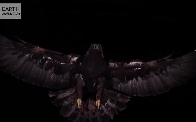 Golden Eagle - Video & GIFs | bbc earth,bbc earth unplugged,eagle,golden eagle,eagle flight in slow motion,slow mo golden eagle,animals pets