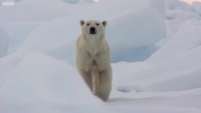 Hungry polar bear ambushes seal, nature, animals, polar bear, bear, arctic, cold, animals pets.