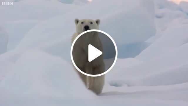Hungry polar bear ambushes seal, nature, animals, polar bear, bear, arctic, cold, animals pets. #0