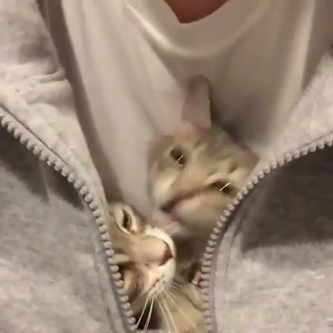 Jacket Kittens