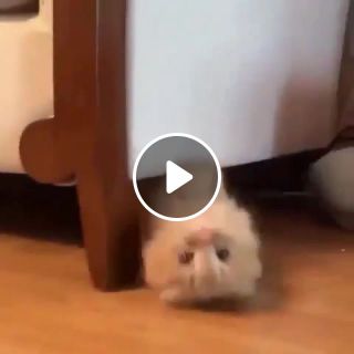 Kitten climbs under like a spider